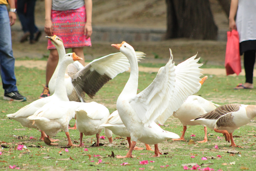 delhi-park-duck-in-water