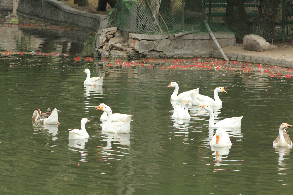 sanjay jheel duck in water